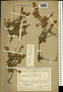 Atraphaxis replicata Lam., Crimea (KRYM) (Russia)