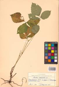 Rubus saxatilis L., Eastern Europe, Estonia (E2c) (Estonia)