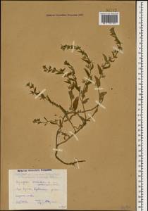 Lycopsis arvensis subsp. orientalis (L.) Kuzn., Caucasus, Dagestan (K2) (Russia)