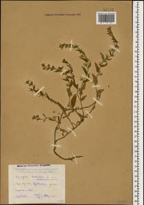 Lycopsis arvensis subsp. orientalis (L.) Kusn., Caucasus, Dagestan (K2) (Russia)