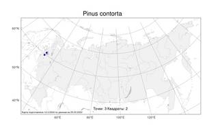 Pinus contorta Douglas ex Loudon, Atlas of the Russian Flora (FLORUS) (Russia)