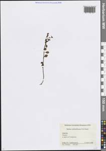 Phedimus stolonifer (S.G.Gmel.) 't Hart, Caucasus, Krasnodar Krai & Adygea (K1a) (Russia)