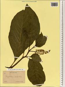 Phytolacca americana L., South Asia, South Asia (Asia outside ex-Soviet states and Mongolia) (ASIA) (China)