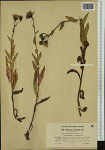 Hieracium picroides subsp. lutescens (Zahn) Greuter, Western Europe (EUR) (Switzerland)