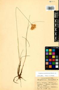 Eriophorum chamissonis C.A.Mey., Siberia, Baikal & Transbaikal region (S4) (Russia)