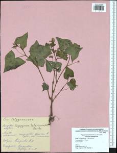 Fagopyrum tataricum (L.) Gaertn., Eastern Europe, Central region (E4) (Russia)