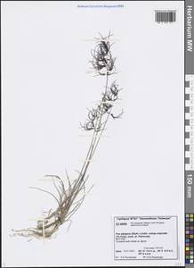 Poa lindebergii Tzvelev, Siberia, Central Siberia (S3) (Russia)