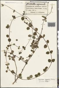 Lonicera japonica Thunb., Caucasus, Georgia (K4) (Georgia)