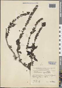Magnoliopsida, South Asia, South Asia (Asia outside ex-Soviet states and Mongolia) (ASIA) (China)