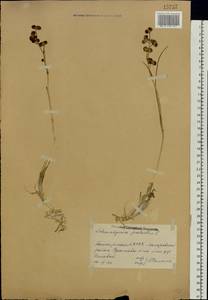 Scheuchzeria palustris L., Eastern Europe, Eastern region (E10) (Russia)