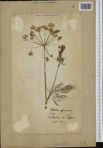 Anethum graveolens L., Western Europe (EUR)