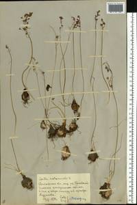 Prospero autumnale (L.) Speta, Eastern Europe, Rostov Oblast (E12a) (Russia)