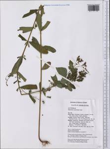 Hypericum punctatum Lam., America (AMER) (United States)