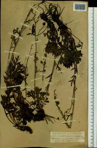Artemisia norvegica subsp. saxatilis (Besser) H. M. Hall & Clem., Siberia, Chukotka & Kamchatka (S7) (Russia)