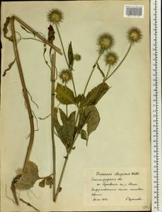 Dipsacus strigosus Willd., Eastern Europe, Lower Volga region (E9) (Russia)