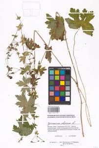 Geranium phaeum L., Eastern Europe, Moscow region (E4a) (Russia)