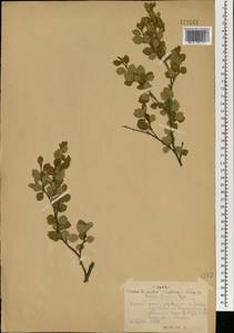 Betula fruticosa Pall., Mongolia (MONG) (Mongolia)