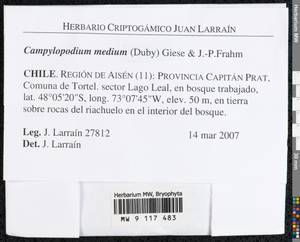 Campylopodium capillaceum (Hook. f. & Wilson) Fife, Bryophytes, Bryophytes - America (BAm) (Chile)