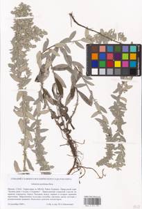 Artemisia ludoviciana Nutt., Eastern Europe, Moscow region (E4a) (Russia)