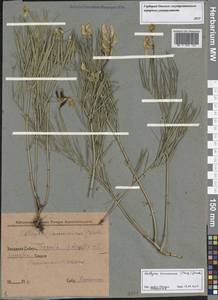 Lathyrus pannonicus (Jacq.) Garcke, Siberia, Western Siberia (S1) (Russia)