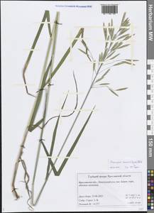 Bromus inermis Leyss., Eastern Europe, Central forest region (E5) (Russia)