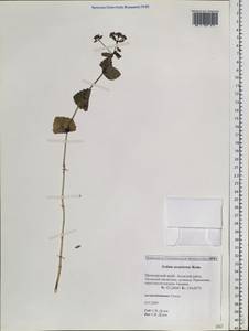 Hylotelephium ussuriense (Kom.) H. Ohba, Siberia, Russian Far East (S6) (Russia)