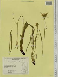 Scorzonera radiata Fisch. ex Colla, Siberia, Russian Far East (S6) (Russia)