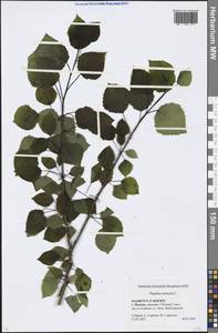 Populus tremula L., Eastern Europe, Moscow region (E4a) (Russia)