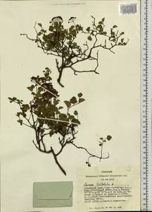 Spiraea trilobata L., Siberia, Altai & Sayany Mountains (S2) (Russia)