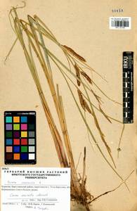 Carex vesicata Meinsh., Siberia, Baikal & Transbaikal region (S4) (Russia)