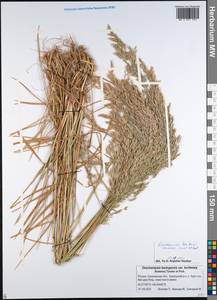 Deschampsia, Siberia, Russian Far East (S6) (Russia)