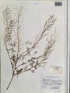 Descurainia sophia (L.) Webb ex Prantl, Siberia, Russian Far East (S6) (Russia)