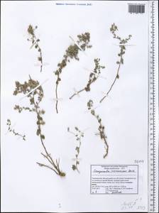 Campanula incanescens Boiss., Middle Asia, Pamir & Pamiro-Alai (M2) (Tajikistan)