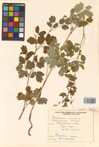 Thalictrum minus subsp. elatum (Jacq.) Stoj. & Stef., Siberia, Chukotka & Kamchatka (S7) (Russia)