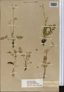 Vicatia coniifolia Wall. ex DC., Middle Asia, Western Tian Shan & Karatau (M3) (Kazakhstan)