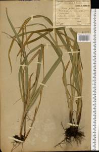 Carex pilosa Scop., Eastern Europe, Volga-Kama region (E7) (Russia)