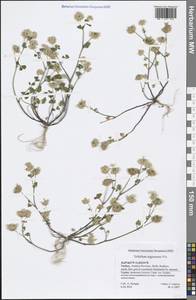 Trifolium nigrescens Viv., South Asia, South Asia (Asia outside ex-Soviet states and Mongolia) (ASIA) (Turkey)