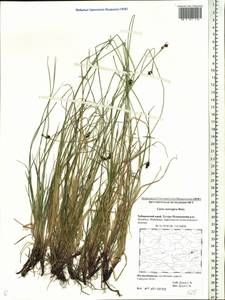 Carex norvegica Retz. , nom. cons., Siberia, Russian Far East (S6) (Russia)