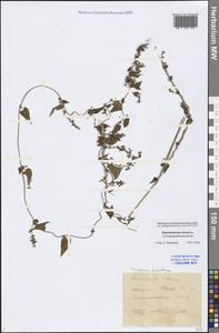 Fallopia dumetorum (L.) Holub, Eastern Europe, Central forest-and-steppe region (E6) (Russia)