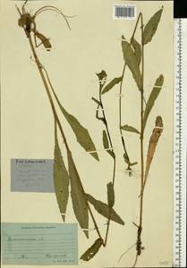 Picris hieracioides L., Eastern Europe, North-Western region (E2) (Russia)