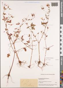 Geranium robertianum L., Eastern Europe, North-Western region (E2) (Russia)