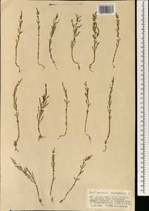 Salicornia europaea L., Mongolia (MONG) (Mongolia)