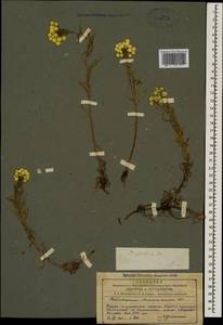 Helichrysum plicatum, Caucasus, Azerbaijan (K6) (Azerbaijan)