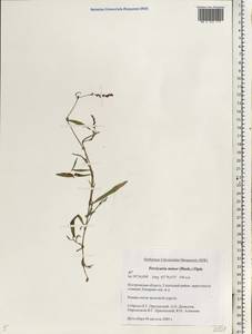 Persicaria minor (Huds.) Opiz, Eastern Europe, Central forest region (E5) (Russia)