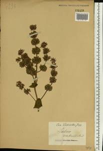 Salvia verticillata L., Eastern Europe (no precise locality) (E0) (Not classified)