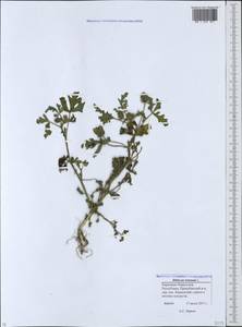 Hibiscus trionum L., Caucasus, Stavropol Krai, Karachay-Cherkessia & Kabardino-Balkaria (K1b) (Russia)