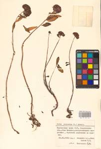 Hylotelephium telephium (L.) H.Ohba, Eastern Europe, Eastern region (E10) (Russia)