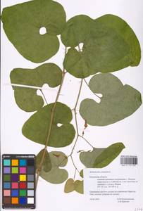 Aristolochia clematitis L., Eastern Europe, Central region (E4) (Russia)