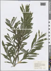 Salix purpurea L., Eastern Europe, Moscow region (E4a) (Russia)
