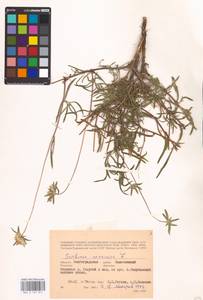 Lomelosia argentea (L.) Greuter & Burdet, Eastern Europe, Lower Volga region (E9) (Russia)